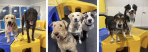 happy dogs smiling at daycare facility